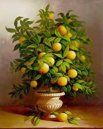 Picture of POTTED ORANGE TREE