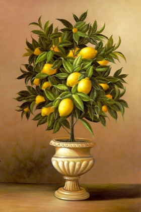 Picture of POTTED LEMON TREE