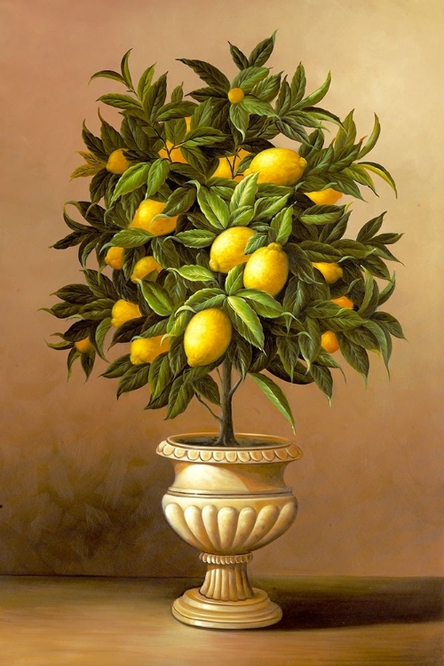 Picture of POTTED LEMON TREE