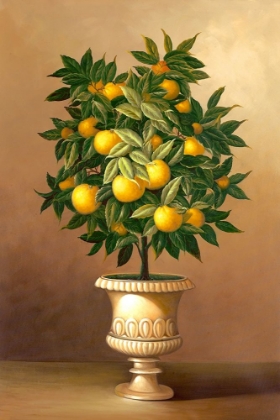 Picture of POTTED ORANGE TREE