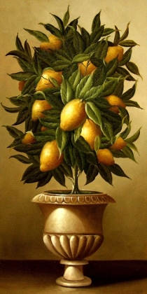 Picture of LEMON TOPIARY  IN MARBLE URN