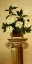 Picture of MAGNOLIAS WITH OLIVE BRANCH I