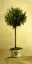Picture of PINK ROSE TOPIARY II