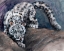 Picture of STALKING SNOW LEOPARD CLUB