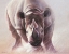 Picture of FULL SPEED AHEAD RHINO