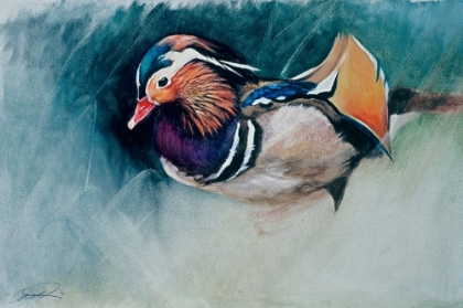 Picture of MANDARIN DUCK SOUP