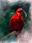 Picture of SCARLET IBIS