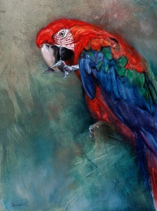 Picture of AW MACAW