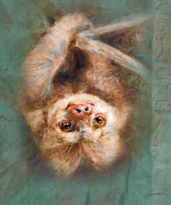 Picture of TWO-TOED SLOTH