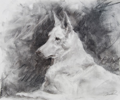 Picture of WHITE SHEPHERD IN GREY