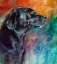 Picture of RAINBOW RETRIEVER