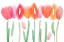 Picture of JOYFUL FLOWERS