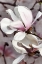Picture of PETAL HEAVEN II
