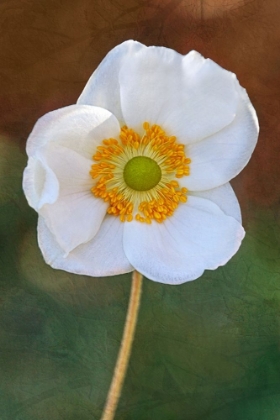 Picture of PLAYFUL PETALS I