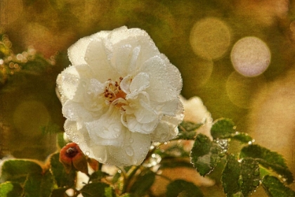 Picture of ADORNED IN RAINDROPS