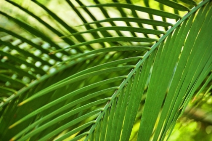 Picture of LEAF ABSTRACTION II