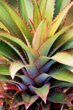 Picture of SPINY SUCCULENT I
