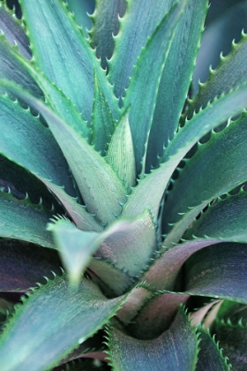 Picture of SPINY SUCCULENT II