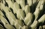 Picture of GEOMETRIC GROWTH