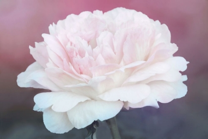 Picture of PERFECT PEONY