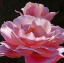 Picture of GLORY OF LOVE