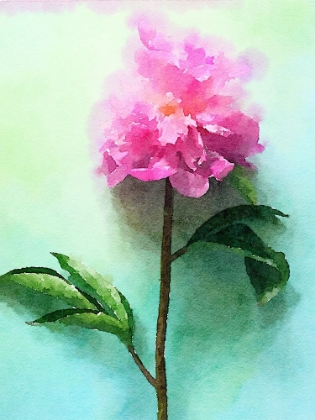 Picture of PINK WATERCOLOR PEONY I