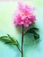 Picture of PINK WATERCOLOR PEONY I