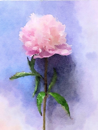 Picture of PINK WATERCOLOR PEONY II