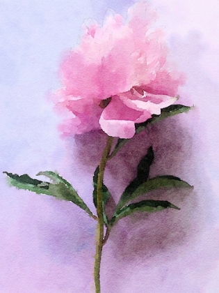 Picture of PINK WATERCOLOR PEONY III