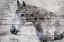 Picture of GRAY HORSE