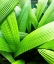 Picture of MONSTER LEAVES II