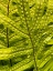 Picture of TROPICAL PARADISE II