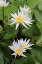 Picture of WATER LILIES