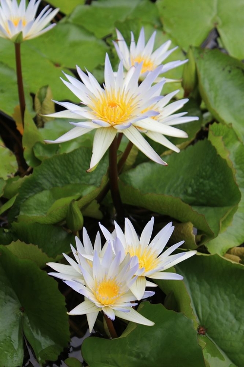 Picture of WATER LILIES