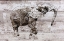 Picture of RUSTIC ELEPHANT II