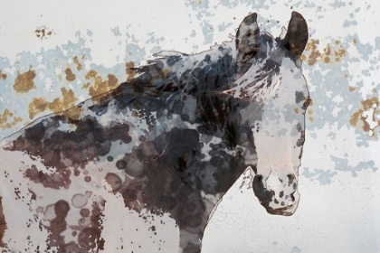 Picture of AMERICAN PAINT HORSE