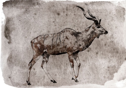 Picture of KUDU