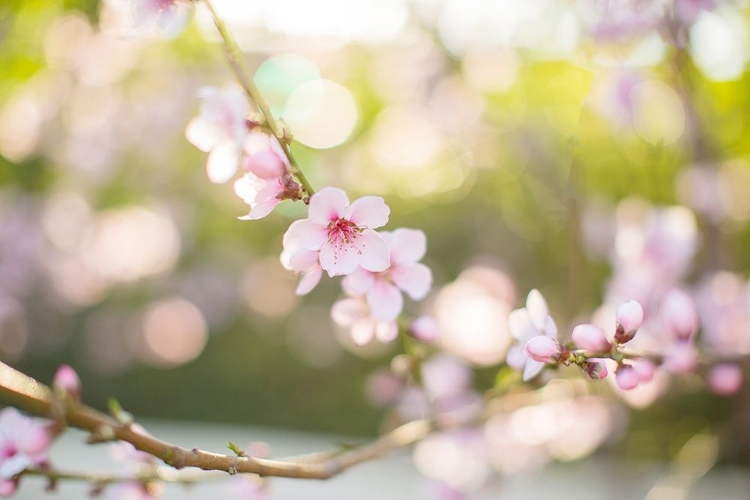 Picture of THE BLOOM OF PEACH TREES