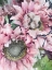 Picture of SOFT PINK
