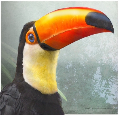 Picture of TOUCAN PORTRAIT