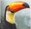 Picture of TOUCAN PORTRAIT