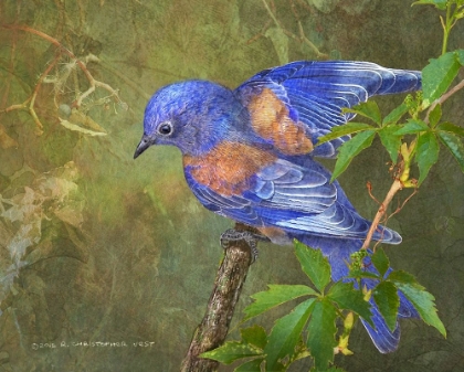 Picture of VIRGINIA CREEPER BLUEBIRD