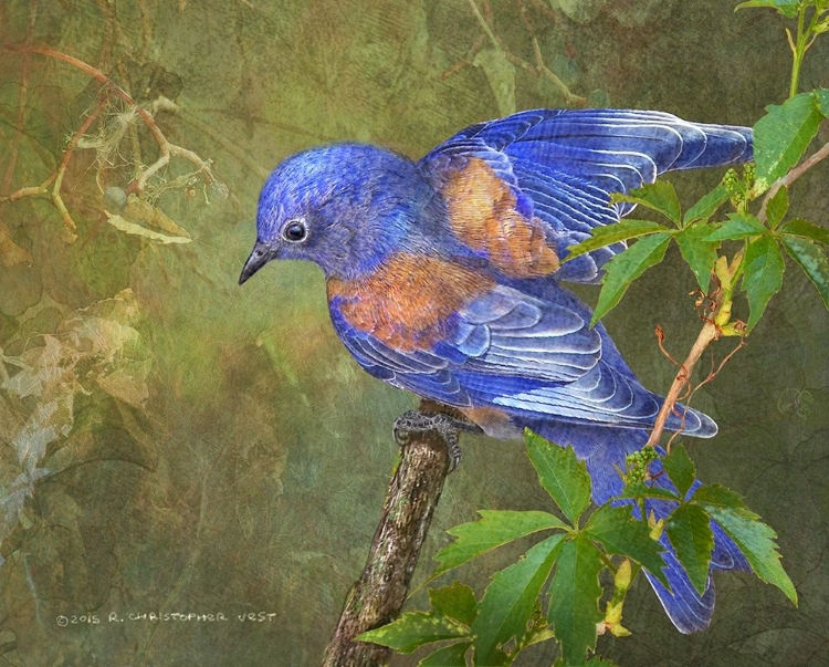 Picture of VIRGINIA CREEPER BLUEBIRD