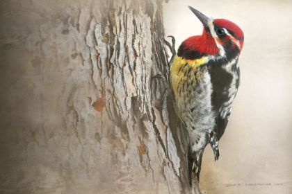 Picture of RED NAPED SAPSUCKER