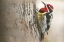 Picture of RED NAPED SAPSUCKER