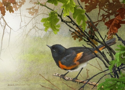 Picture of AMERICAN REDSTART