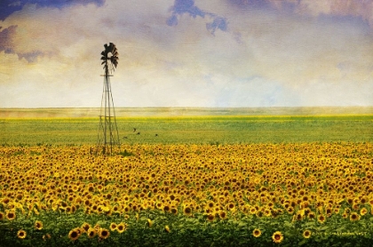 Picture of HIGH PLAINS SUNFLOWERS