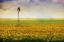Picture of HIGH PLAINS SUNFLOWERS