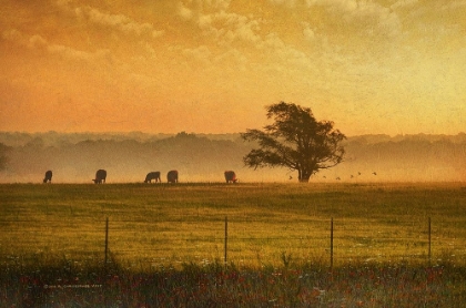 Picture of LONE TREE OUT IN KANSAS