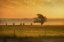 Picture of LONE TREE OUT IN KANSAS